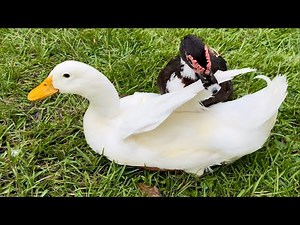 Duck Fight | Angry Muscovy Duck Attacks Pekin Duck