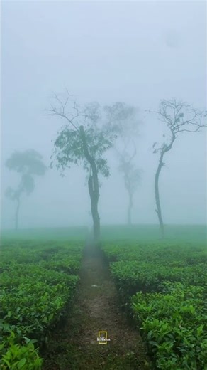 Most beautiful part of winter morning. ✨