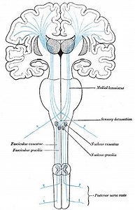 Medial lemniscus - Alchetron, The Free Social Encyclopedia