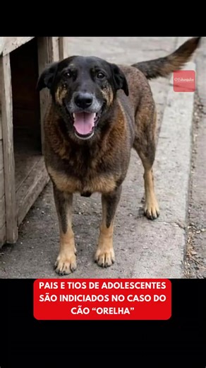 A Polícia Civil indiciou os pais e tios de adolescentes envolvidos no caso do cão conhecido como “Orelha”, que gerou forte comoção nas redes sociais e reacendeu o debate sobre responsabilidade familiar em atos de violência contra animais. #brasil #noticias #cachorro #cao#caoorelha
