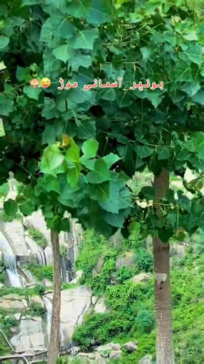 5.7K views · 158 reactions | #PashtoCulture #PashtoVibes...