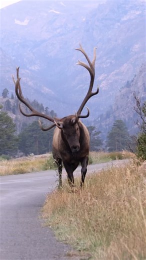 The King is dead, long live the King! In news that is sure to shake up the wildlife photography community, we’ve heard from a reliable source that Split 5 (whom some know as Atlas) was legally harvested back in October. We’ve spent a lot of time with him since 2019 but never as much as we did this past fall. Figuring he was getting near the end of his natural lifespan and probably didn’t have much longer regardless how he would die, we decided to focus on him this fall and I’m sure glad we did.