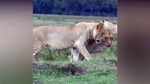 Lion Vs Mongoose Real Crazy ULTIMATE FIGHT COMPILATION  -  Two Mongoose and 3 lion funny attacks vid