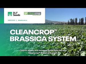 DLF Seeds Cleancrop™ Brassica System