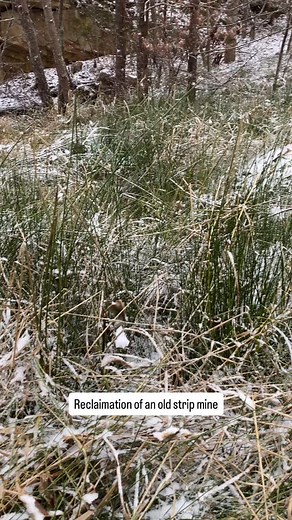 Over 15 feet of lake silt from more than 500 dump truck loads encouraged the regrowth of native grasses and allowed wildlife to flourish in what had been unusable land. | Cumberland Composting
