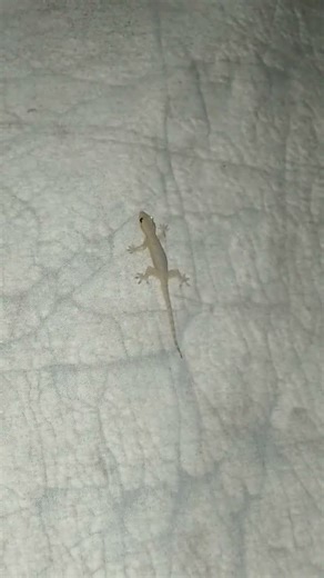 Asian House Gecko Sound Original Ep.210 #short #shortvideo #animals #animation #animal