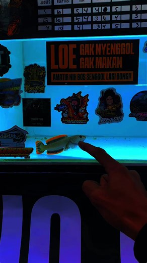 di gempur habis habisan bolo MY name is •RAWARONTEK• #limbatalovers #chanalimbata #chana #limbata #limbataindonesia @Feryan Nggehmpun @Gengbeng aquatic @Snakehead.asm @TERETES CHANNA @ibnunamikazezin @Ayingg_ @Chaplin Endas Ula @CHANA ONTRAN ONTRAN @Bang Igo @ig_riskiii @funtasticsnakeheads @BronxFish @Jangan Ya Dekya