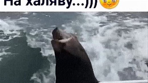 Видео 2 | OK.RU