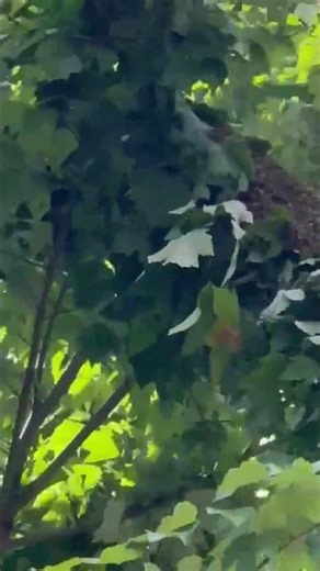 Big swarm! #honey #honeybee #honeybeefarm #fypシ゚viral #beekeeping #bees #farming #fy #fypシ #fyp