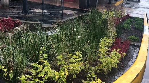 Jardín Infiltrante bajo la lluvia