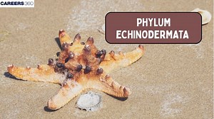Echinodermata-Definition, Characteristics, Classification, Exampales, Facts