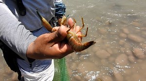 Únete a un #pescador intrépido en una emocionante búsqueda de los #camarones más grandes que el río esconde en sus aguas. Equipado con su #atarraya camaronera, se aventura en las corrientes del río con determinación. Cada vez que lanza su red, la emoción se desborda, ya que logra atrapar hermosos y grandes camarones en cada intento. Este video captura la esencia de la #pesca #fluvial con atarraya y celebra la destreza de este pescador en la cosecha de tesoros acuáticos. Sumérgete en la belleza d