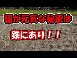 稲が元気な秘訣は鉄にあり