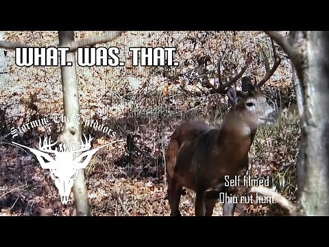 Peak rut, Ohio public land. Unbelievable hunt!