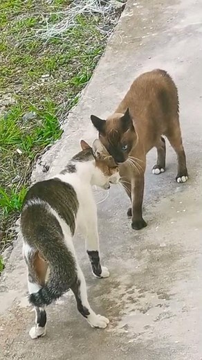 Cat Fight Sound Effect