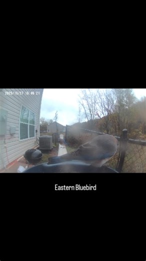 #easternbluebird | The Revelation Coach