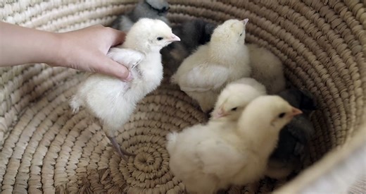 The Amazing World of Chickens: A Documentary - video Dailymotion