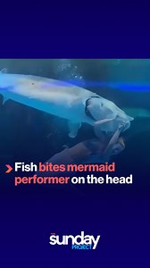 A woman was left with facial bruises after she was bitten on the head by a sturgeon while performing as a mermaid in an aquarium. | The Project