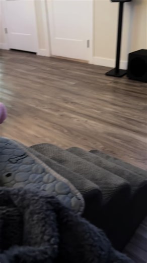 What does your dogs zoom sessions look like? 🤣🐶#zoomies #dogsoftiktok #dogs #puppy #puppytiktok