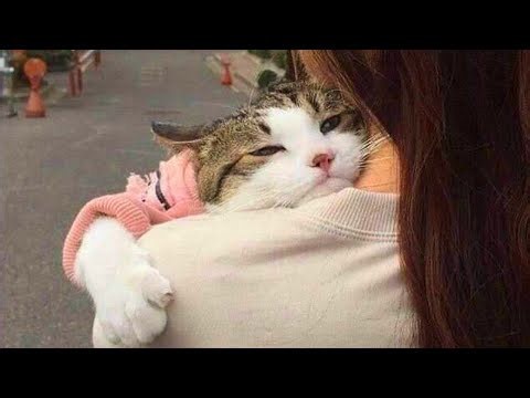 6 Loving Cats That Can’t Stop Cuddling