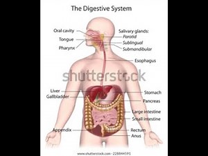 🧠 Digestive System Quiz | Test Your Knowledge About How We Digest Food! 🍎