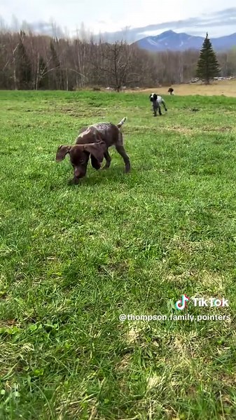 The pups are absolutely loving their time outside! They call German Shorthairs Velcro dogs. As one can see their need to be close to people starts at a young age. They love the affection of a human! Wherever I go these pups chase me down and want to be played with. Love it! #gsppuppies #germanshorthairedpointer #gsp