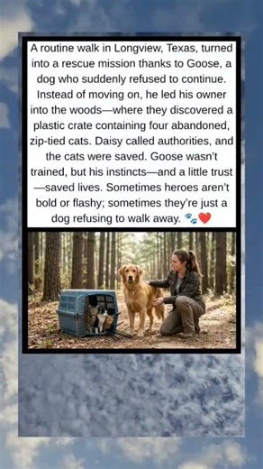Goose the Hero: A Dog Who Refused to Walk Past Danger 🐾❤️