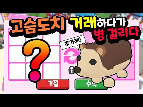 [입양하세요] 고슴도치 업어 가려다가 마음에 병을 얻었네요