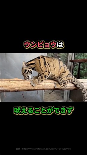 ネコ科でもっとも長い〇〇〇を持つウンピョウ #雑学 #ヒョウ #ネコ #cat