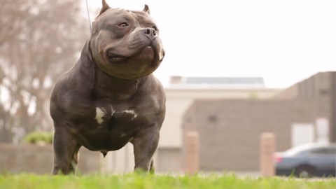 American bully - ABKC CH Chumper