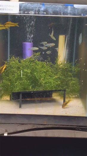 I'm getting these Celebes rainbows conditioned for breeding! They have been a great dither for the gold lasers, but it's about time to get them in their own tank now! #nanotank #nanofish #pleco #aquarium #nezzynets #freshwater #freshwateraquarium #homebred #fishbreeder #babyfish #worldwide #usa🇺🇸 #shrimp #corydoras #nano #3dprinting #waterpets #aquaticlife #aquascape #willitaquascape #youtube #dwarfhairgrass #plantedtank #moss | NezzyNets