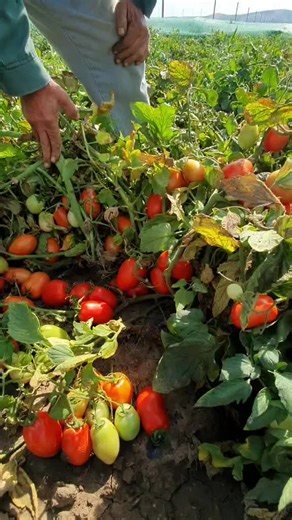 Harvesting Fresh Tomatoes: A Farmer's Daily Routine