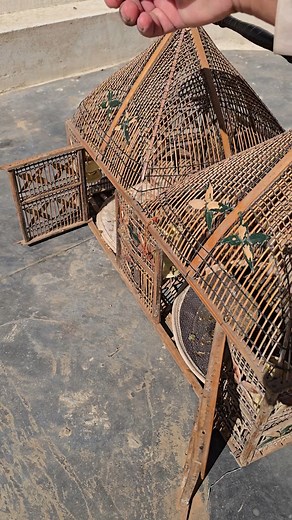 New Entry 😍 Silver Partridge Pair #partridgechicks #partridges #pets #voice #BirdingInAmerica #USA_Wildlife #viral | Birds 9