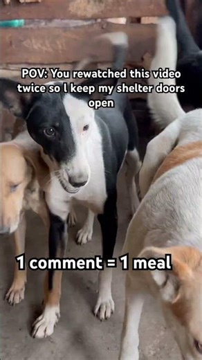 POV: You rewatched this video twice so l keep my shelter doors open