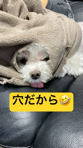 顔の出し方が独特すぎる犬🤣🤣🤣#shorts #可愛い犬 #マルチーズ