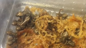 Last month 500 Natterjack toadlets reared in Fota Wildlife Park were released into their original habitat at The Maharees, Castlegregory, Co. Kerry as part of the National Parks and Wildlife Services Head Starter programme in conjunction with Fota Wildlife Park and Dingle Aquarium. Under this programme, toad spawn laid in pools in County Kerry that were drying out are transferred to both Fota Wildlife Park and Oceanworld Aquarium Dingle and subsequently are reared in tanks before being released 