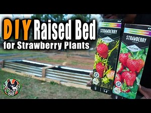 DIY Raised Garden Bed for Strawberries | Eversweet & Sequoia Bare Root Planting | Zone 8a