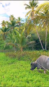 Sumasakay din ba kayo ng balsa | Joseph Farm Life