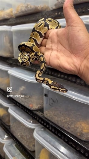 Pastel ball python 🐍 ￼#snake #petsholic #shorts #python #video #viral #trending