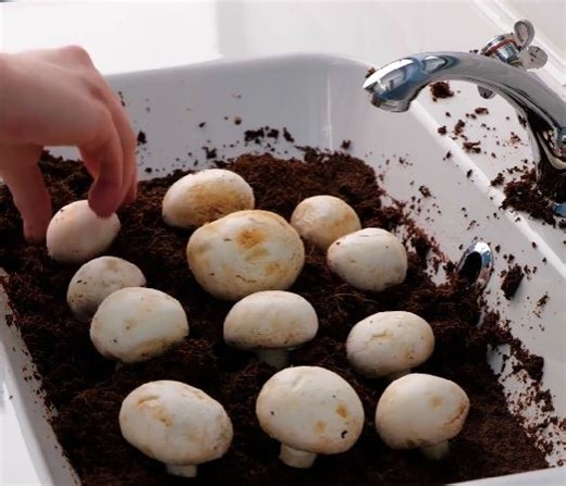 1.9M views · 2.9K reactions | Indoor Mushroom Farming Made Easy | 5-Minute Crafts | Facebook