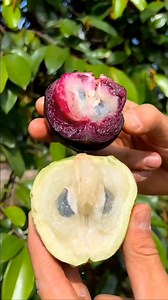 16K views · 298 reactions | Chrysophyllum cainito is a tropical tree...