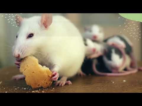 The Top Best Rat Poison That Kills Without Odor 1