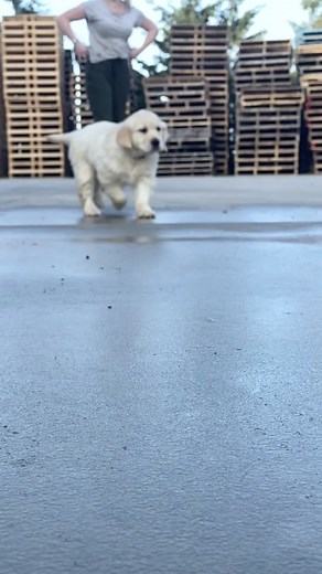 Honey the Queen Bee: A Cute Dog Adventure