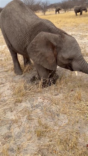 Misha has developed a rather unique way of snacking! She’s been spotted resting her feet right in a hole while she enjoys her treats. Baby elephants have such endearing ways of exploring the world, and Misha is clearly finding comfort in this sweet, silly position. Our orphaned babies absolutely love their snacks, spending their days munching on twigs, grass, and leaves. To grow strong, a baby elephant needs to eat between 150-300 lbs of food every single day. That is a lot of nourishment for a 