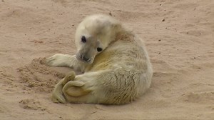 Norfolk seal colony: Pup's birth captured on film