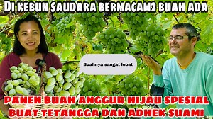887K views · 35K reactions | Panen anggur hijau, buah surga, kiwi dan sayuran buahnya sangat lebat, mertua sangat terkesima dapat hasilnya buanyak , Di kebun saudara | Yanti Guixé | Facebook