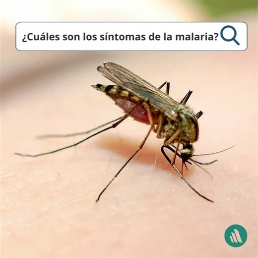 La etapa inicial de todas las formas de malaria incluye fiebre y escalofríos, malestar general, anemia y agrandamiento del bazo. Haz clic en el enlace para refrescar tus conocimientos sobre el diagnóstico y la prevención de la malaria: https://msdmnls.co/3Qj7Wwa #DíaMundialdelaMalaria | Manual MSD Público General