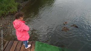 Little girl feeding ducks in park. Kid throws bread to a duck with her ducklings. 4k