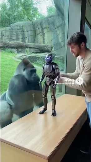 Gorilla’s Hilarious Reaction to a Toy Car Turning into a Giant Robot! 🦍🤖
