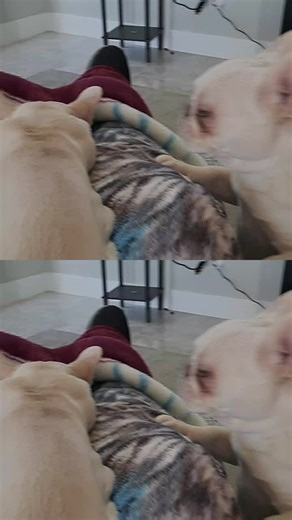 Two_Step_Terry (@two_step_terry)’s videos with Dogs Song - Uki John